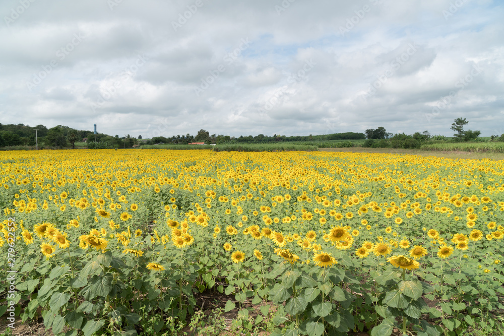 Sunflower field in summer.