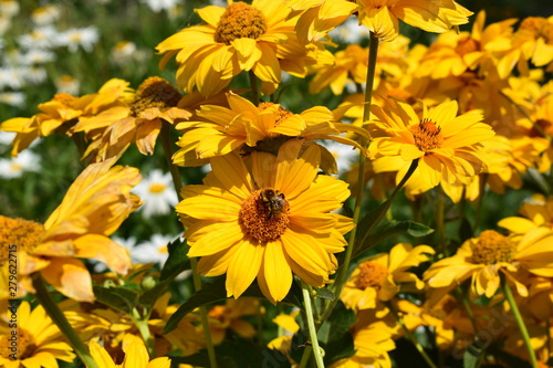 bee flower natural