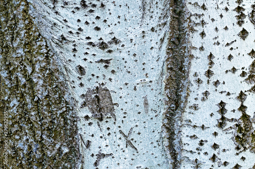 textured tree in nature