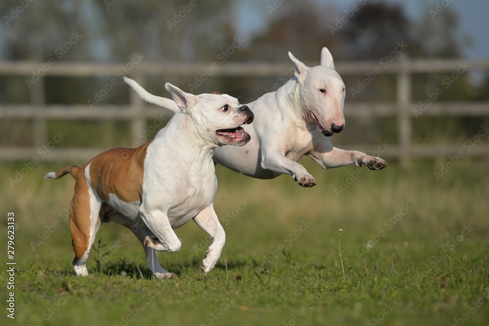 Bulldogge und Bullterrier spielen