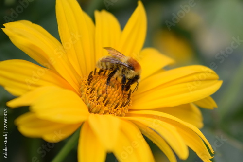bee flower natural
