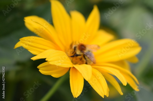 bee flower natural