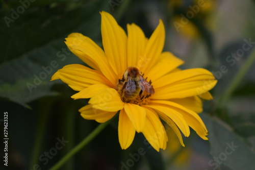 bee flower natural