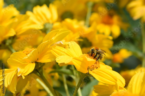 bee flower natural