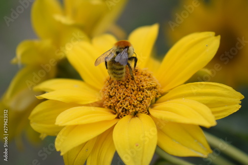 bee flower natural