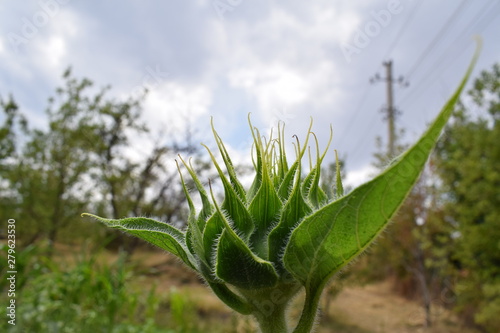 nature