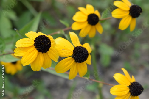yellow flower