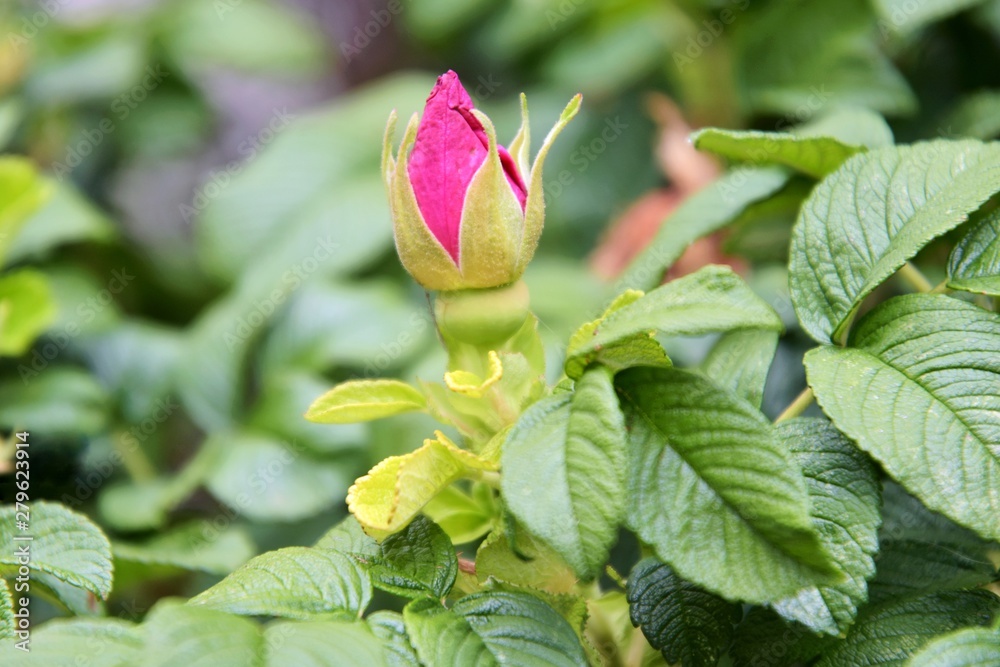 Beautiful pink rose bud with selective focus and blurred green leaves on background. Romance rose blooming in summer garden. Beaty in nature. Pink flowers on a rose bush. Spring blossom Beautiful pink rose bud with selective focus and blurred green leaves on background. Romance rose blooming in summer garden. Beaty in nature. Pink flowers on a rose bush. Spring blossom