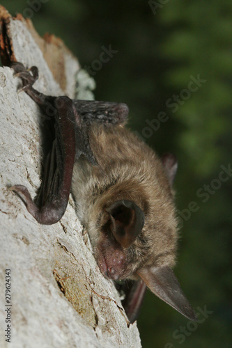 Bechstein's bat, a species of vesper bat found in Europe and western Asia, living in extensive areas of woodland and in caves. photo