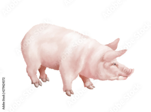 Cochon Illustration Aquarelle Animal Isole Blanc Cochonnet Ferme Rose Jambon Mammifere Porc Joli Animal De Compagnie Domestique Animal Bebe Viande Souris Petit Cochonnet Betail Ag Stock Illustration Adobe Stock