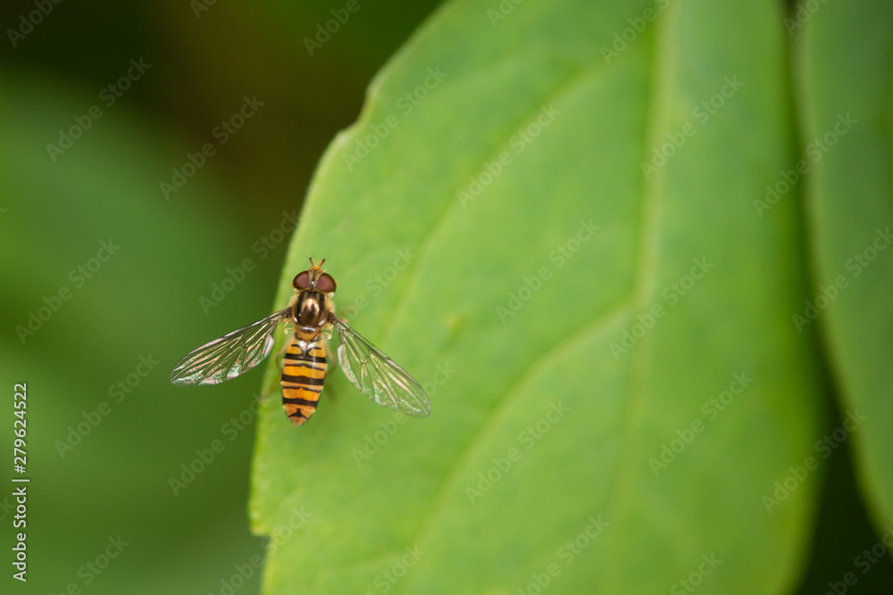 Marmalade Hoverfly (episyrphus balteatus) On Green Leaf. Marmalade Hoverfly (episyrphus balteatus) On Green Leaf.