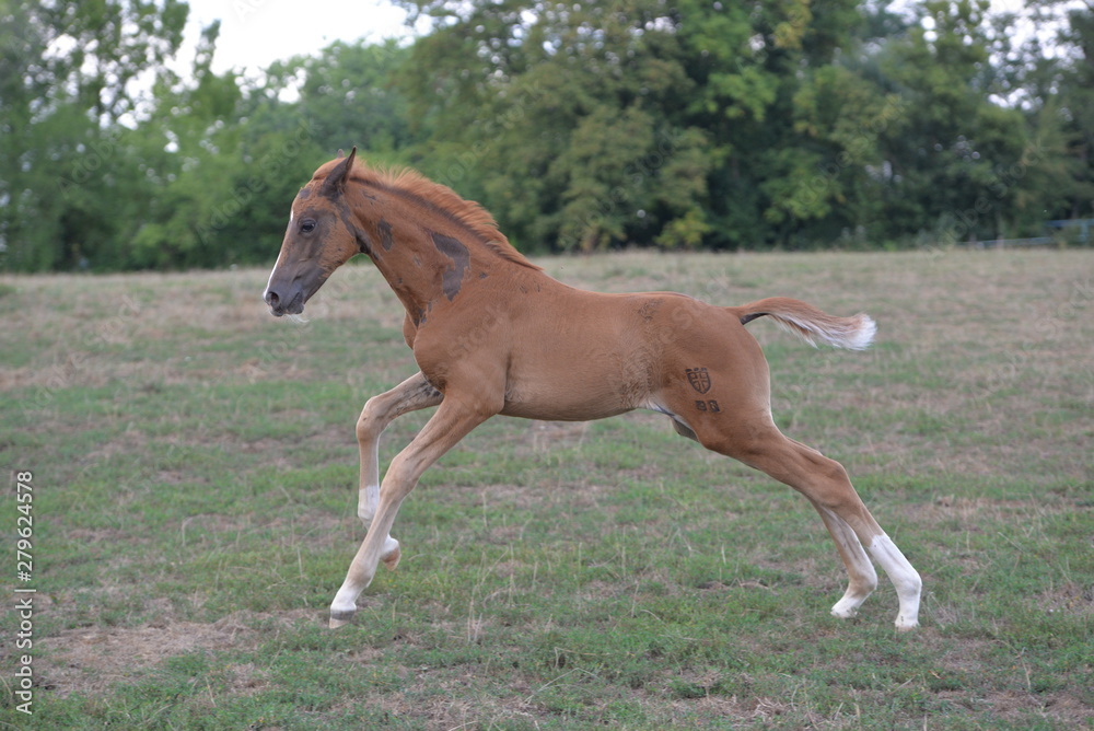 Foal with Mother Foal with Mother