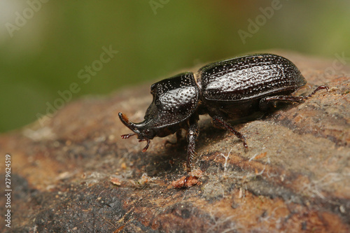 Small rhinoceros stag beetle. A rare insect species dwelling mostly in beech dead wood. A portrait of the male with a large horn on its head.