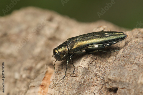 Oak splendour beetle, also known as the oak buprestid beetle or two-spotted oak borer in its natural environment. A comon beetle species occurring in European oak forests. photo