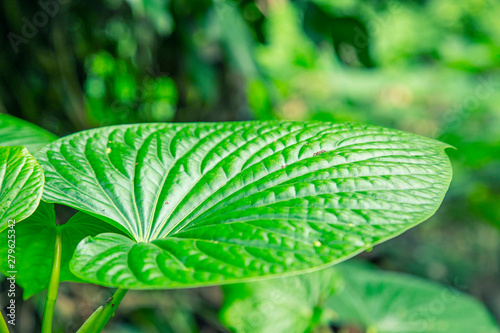 Kava Piper methysticum plant leaves outdoor from the garden use to make Kava drink of people in Pacific Ocean cultures