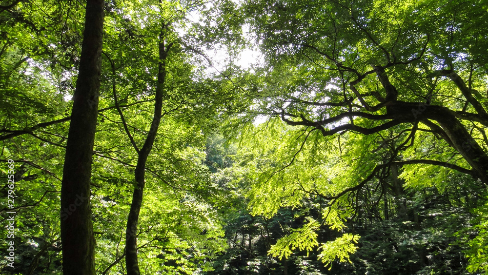 Juniko Twelve Lakes in the Shirakami-Sanchi mountainous area. A UNESCO World Heritage Site in the Tohoku region. Aomori Prefecture, Japan