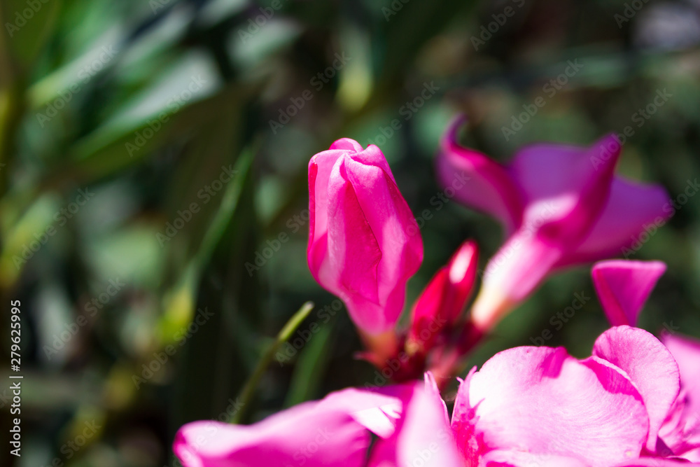 Beautiful many bright flower rhododendron close up, holiday gift