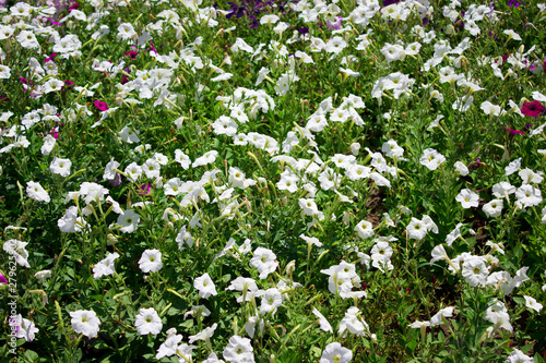 Beautiful many petunia bright flower close up, holiday gift