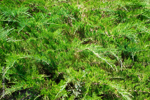Texture of green evergreen juniper branches closeup, beautiful background