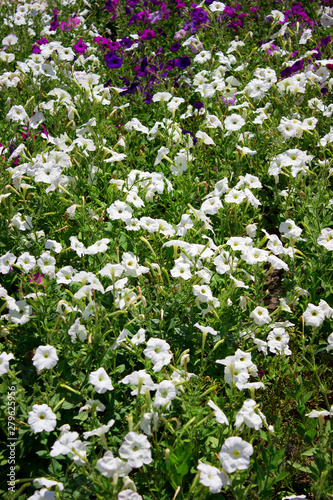 Beautiful many petunia bright flower close up  holiday gift