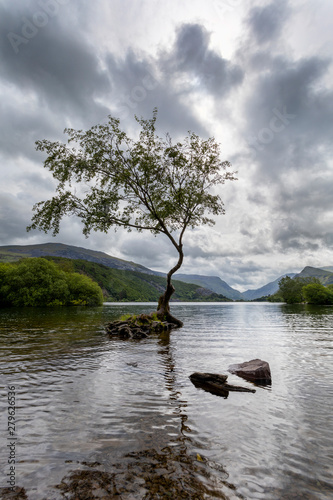 Lone Tree Llanberis vert