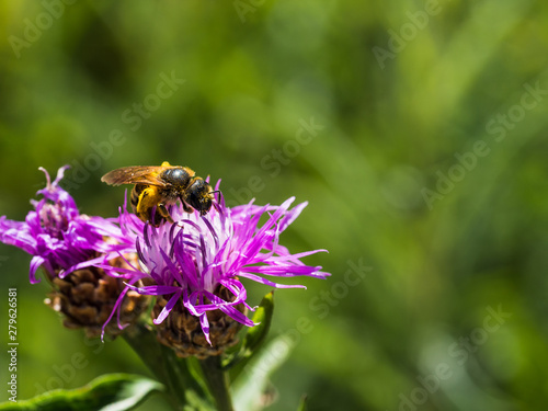 bee collecting pollen from a purple flower © Fran Now