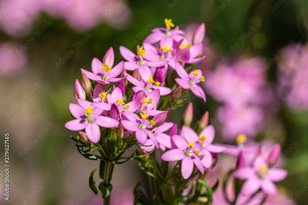 flowers of the Botanical Garden of Saverne, close up flowers of the Botanical Garden of Saverne, close up