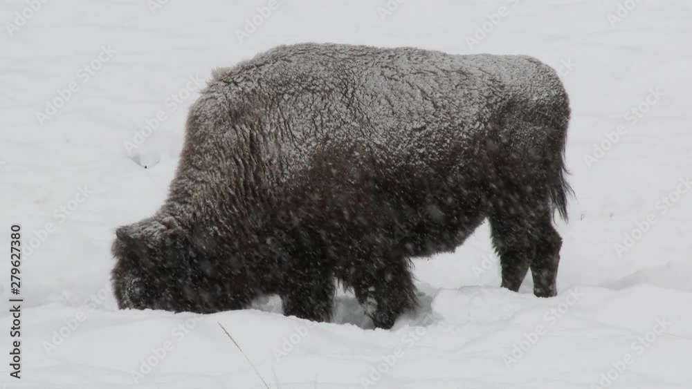 American Bison (Bison bison) grazing in snowcovered field, while snowing heavily, Yellowstone N.P. American Bison (Bison bison) grazing in snowcovered field, while snowing heavily, Yellowstone N.P.