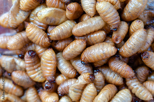 Fried silk worms delicious in street food in Thailand. Close up