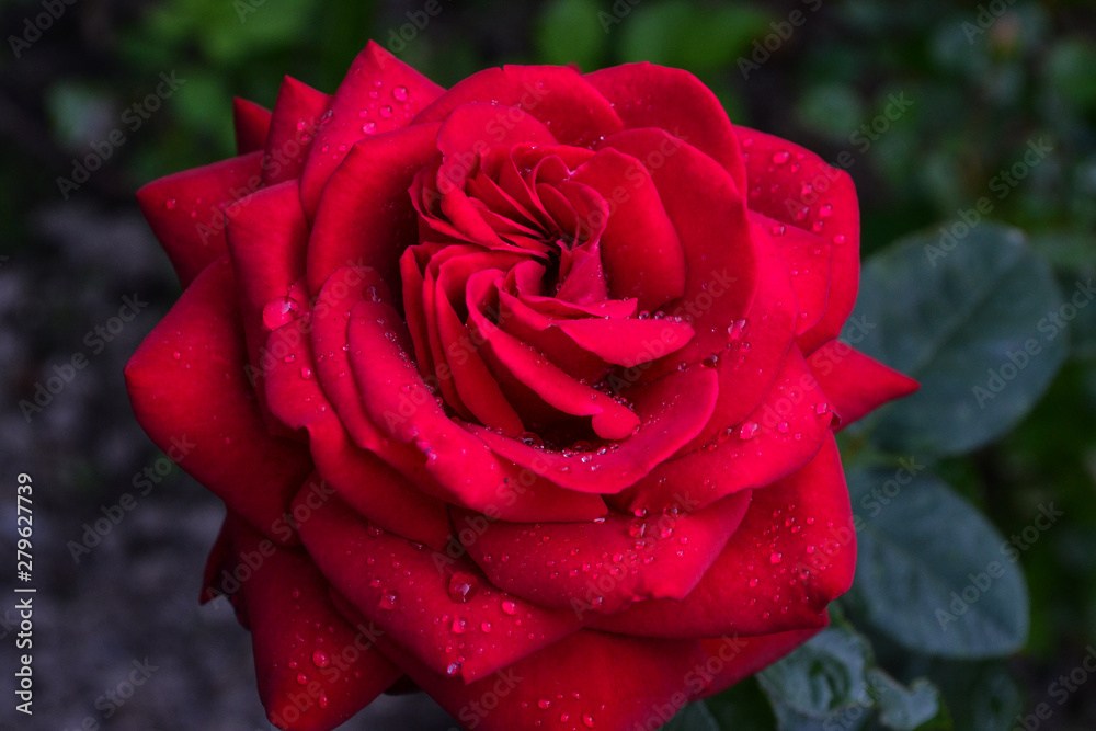 very large red rose after the rain very large red rose after the rain