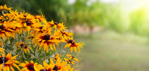 Cuadro en lienzo yellow rudbeckia summer flowers in garden