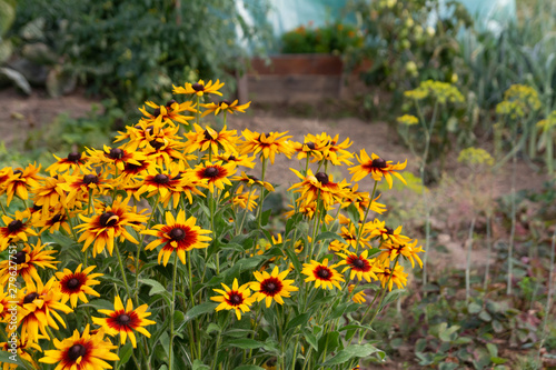 Bilde på lerret yellow rudbeckia summer flowers in garden