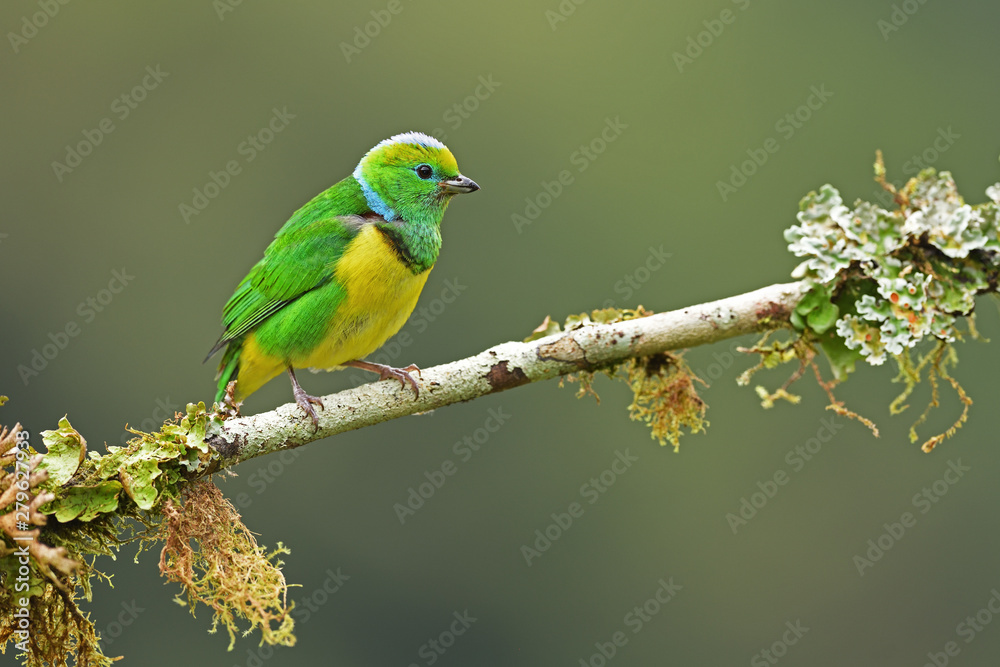 Golden-browed chlorophonia sitting on branch