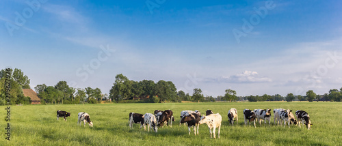 Panorama of Holstein black and white cows in Groningen, Netherlands © venemama