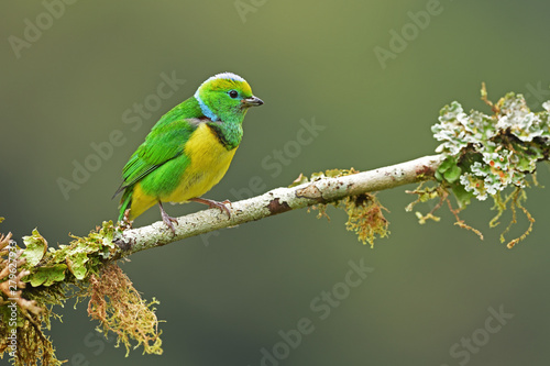 Golden-browed chlorophonia sitting on branch