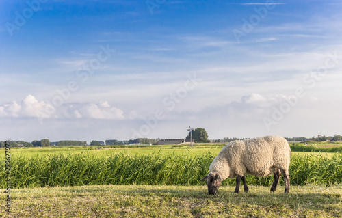 Single white sheep on a dike in Groningen, Netherlands photo