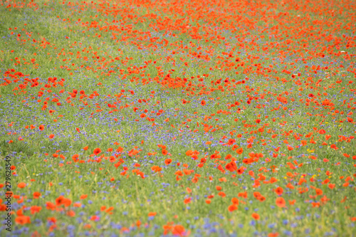 Poppies in bloom in the plain of Castelluccio di Norcia. Apennines  Umbria  Italy