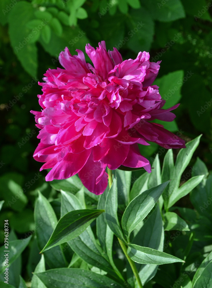 big peony flower in the garden big peony flower in the garden