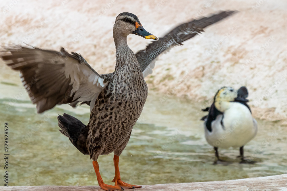 Indian spot-billed duck standing outside of pond, with open feathers. Indian spot-billed duck standing outside of pond, with open feathers.