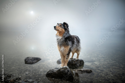 Schilderij op canvas Australian shepherd is standing at a rock in a lake