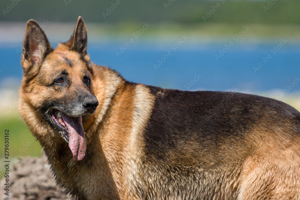 Do German Shepherds Have Black Tongues