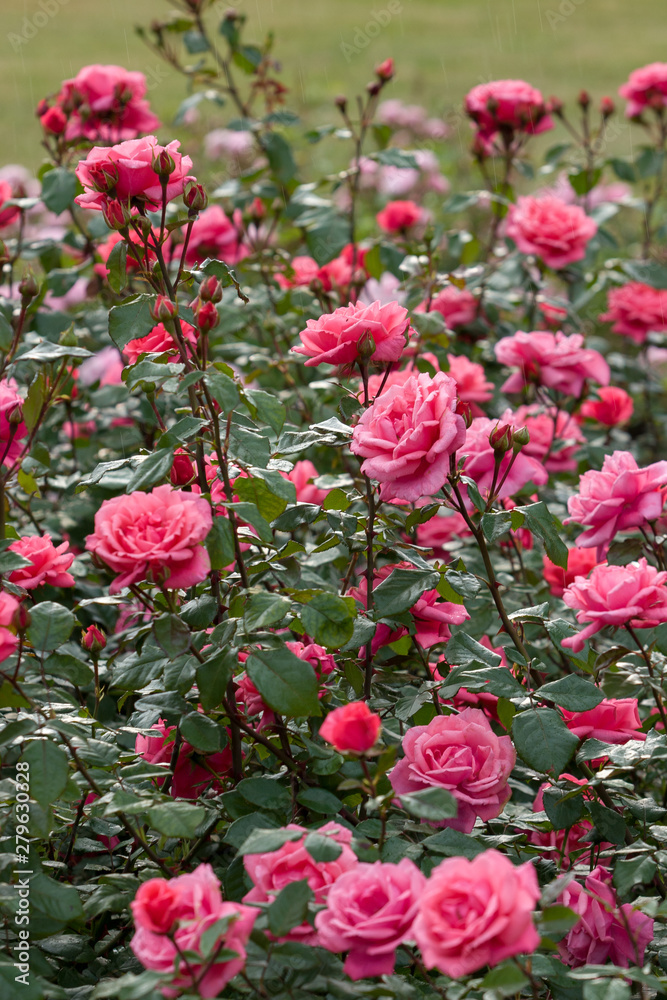 A large bush of pink roses in the rain. A lot of buds. Vertical frame. One can see falling droplets of rain. Selective focus. A large bush of pink roses in the rain. A lot of buds. Vertical frame. One can see falling droplets of rain. Selective focus.