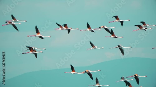 Long legs and necks of wild pink flamingos seen in slow motion as they fly.  Cinematic slow motion 4k footage of lesser flamingos in flight.