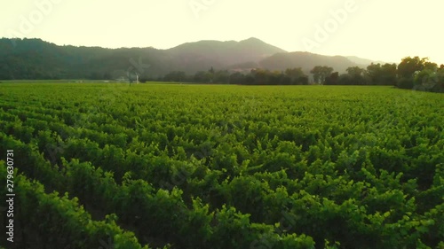 Wallpaper Mural View of a vineyard in Napa Valley Torontodigital.ca
