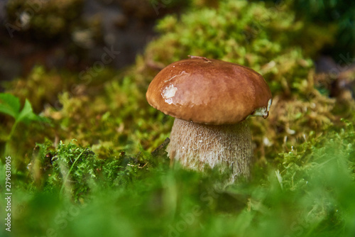 A white mushroom(Boletus edulis) with a shiny hat grows in the mosses.Blurred background.