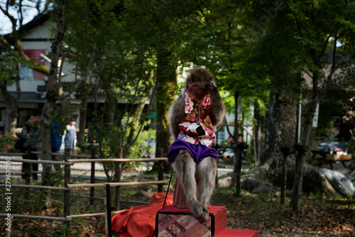 Monkey of the Traditional Japanese Circus