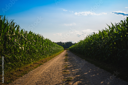 Dirt road through maize fields on countryside.
