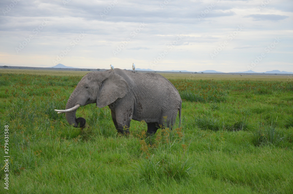 Fototapeta premium African Elephants during Kenya Safari
