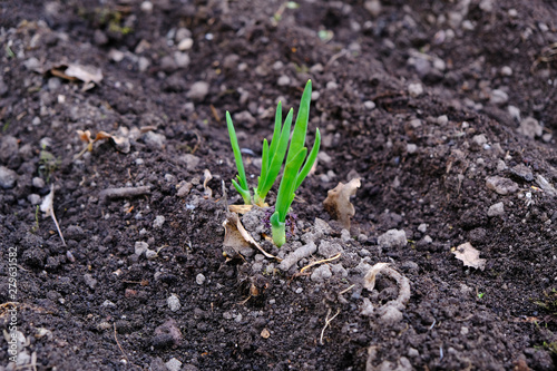 sprouts of onions on seedbed on black soil, concept of garden springtime work and new life photo