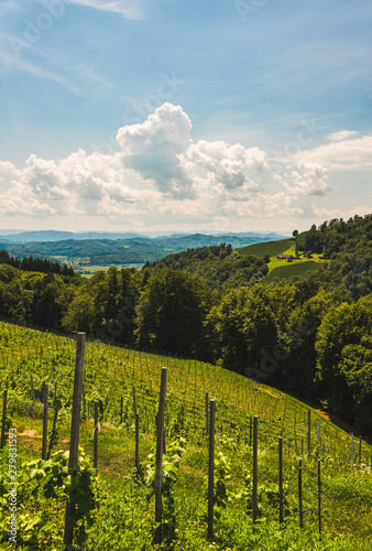 Austrian vineyard in July, South styria Leibnitz area.